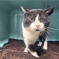 Mars, chat à adopter