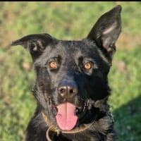 CROCMOU, chien à adopter