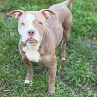 Naya CAA14486, chienne à adopter