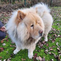 PUMBA, chien à adopter