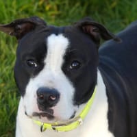 SPEED, chienne à adopter