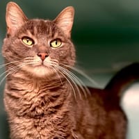 GIUSEPPE, chat à adopter