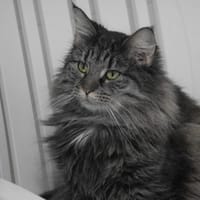 Ulysse (en cours d'adoption), chat à adopter