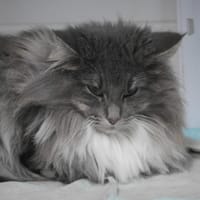 UNICA, chatte à adopter