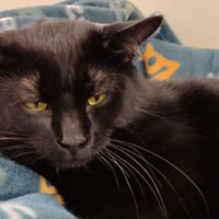 lutin pab28353, chat à adopter