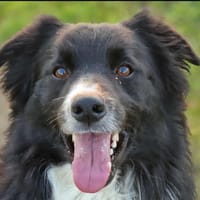 SAMY, chien à adopter