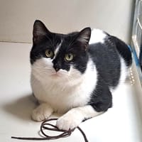 URANUS, chat à adopter