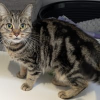 ALEXIA, chatte à adopter