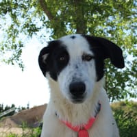 SOL, chienne à adopter