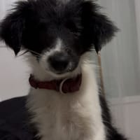 Touillette, chienne à adopter