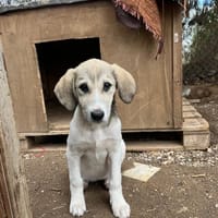 Phia, chienne à adopter