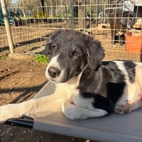 Esco, chien à adopter