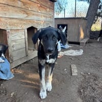Millie, chienne à adopter