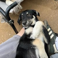 Poppy, chienne à adopter