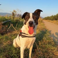 Johnny, chien à adopter