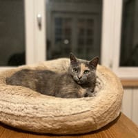 Arcadia, chatte à adopter