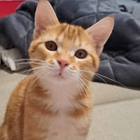 T'CHOUPI, chat à adopter