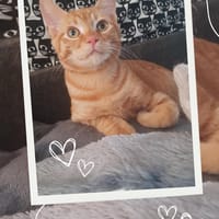 Ginkgo, chat à adopter