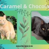 Caramel et Chocolat, chat à adopter
