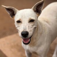 Dickie, teefjes ter adoptie