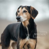 Bobbie, teefjes ter adoptie