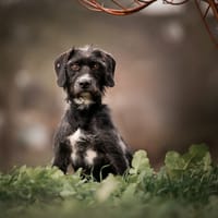 Markos, reutjes ter adoptie