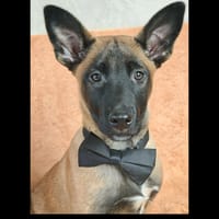 Jackson, chien à adopter