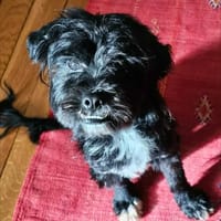 Bouda, chien à adopter