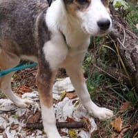 Dario sucht eine tolle Familie, Hund zur Adoption