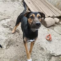 Jenna - sensible Hündin, Hündin zur Adoption