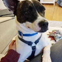 Mark, verschmust, freundlich, lernwillig, Hund zur Adoption