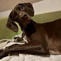 Asia, freundlich, offen, lernwillig, Hündin zur Adoption