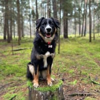 Kiana - ist sehr kooperativ, Hündin zur Adoption