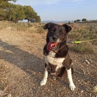 Julia - liebt die Menschen, Hündin zur Adoption