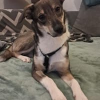 Bindi, bezaubernde Hündin, Hündin zur Adoption