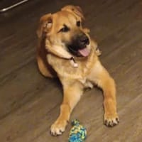 Nala II möchte Ihr Herz erobern, Hündin zur Adoption