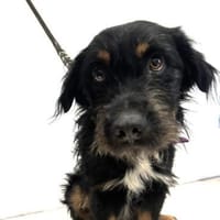 Tomillo1 sucht ein Zuhause, Hund zur Adoption