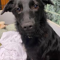 Kiki  zarte kleine Seele, Hündin zur Adoption