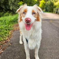 Happy - sucht Streicheleinheiten, Hund zur Adoption