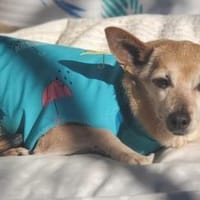 Dina - Schmusemaus sucht Zuhaus, Hündin zur Adoption