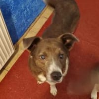 Snoopy - Schmusebedürftiger Kuschelbär, Hund zur Adoption