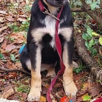 Süßer Tommi möchte eine Familie, Hund zur Adoption