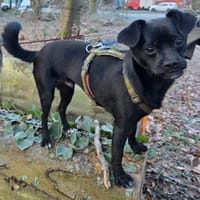 Moricz 11 Monate liebevoller Mischling, Hund zur Adoption
