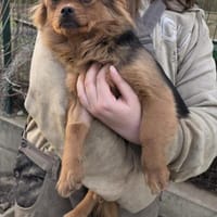 💕Gwen💕sucht ein schönes Zuhause❤, Hündin zur Adoption