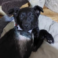 💕Hanni💕 sucht ein schönes Zuhause, Hündin zur Adoption