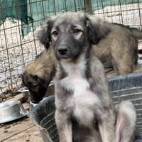 Viro 🐶  eine kleine Seele mit großem K, Hündin zur Adoption