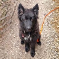 Kiano  Kleiner Schatz sucht sein Zuhaus, Hündin zur Adoption