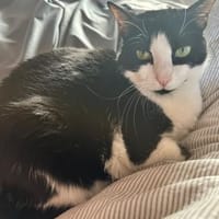 Ruhige Katze Trufa sucht ihr Zuhause, Katze zur Adoption