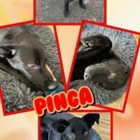 Hundemädchen Pinga auf PS in München, Hündin zur Adoption
