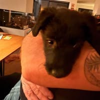 💙Mickey💙 sucht seine Menschen, Hund zur Adoption